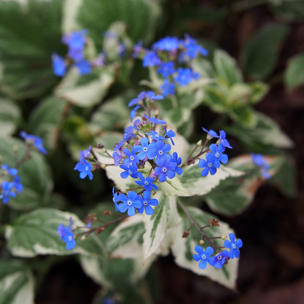 Brunnera macrophylla Variegata