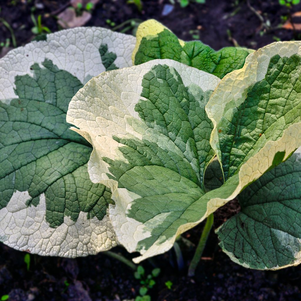 Brunnera macrophylla Variegata