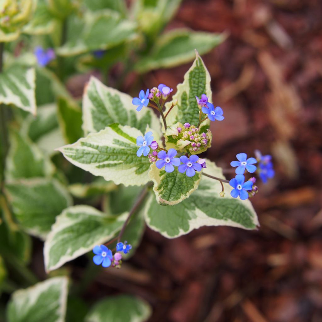 Brunnera macrophylla Variegata