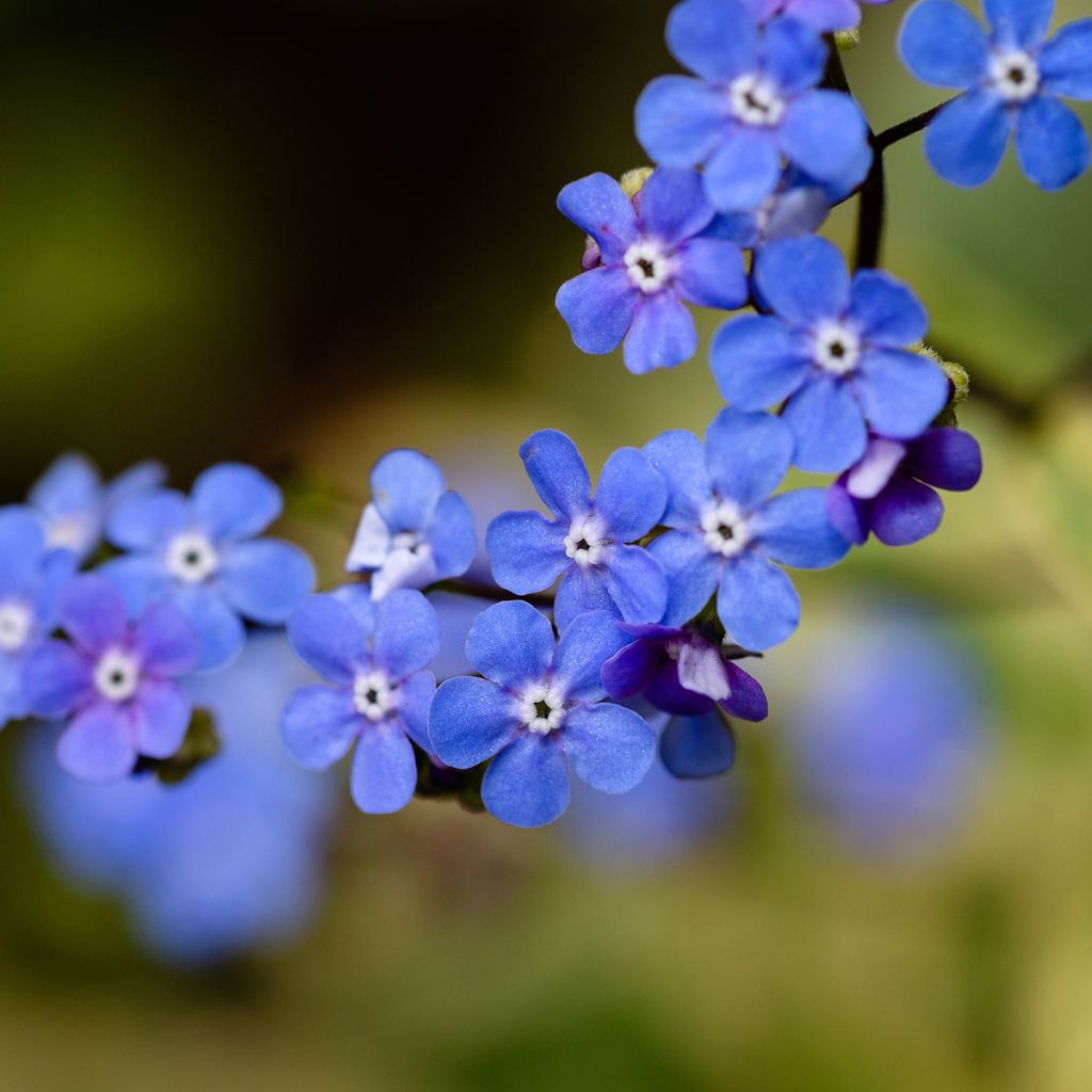 Brunnera macrophylla Variegata