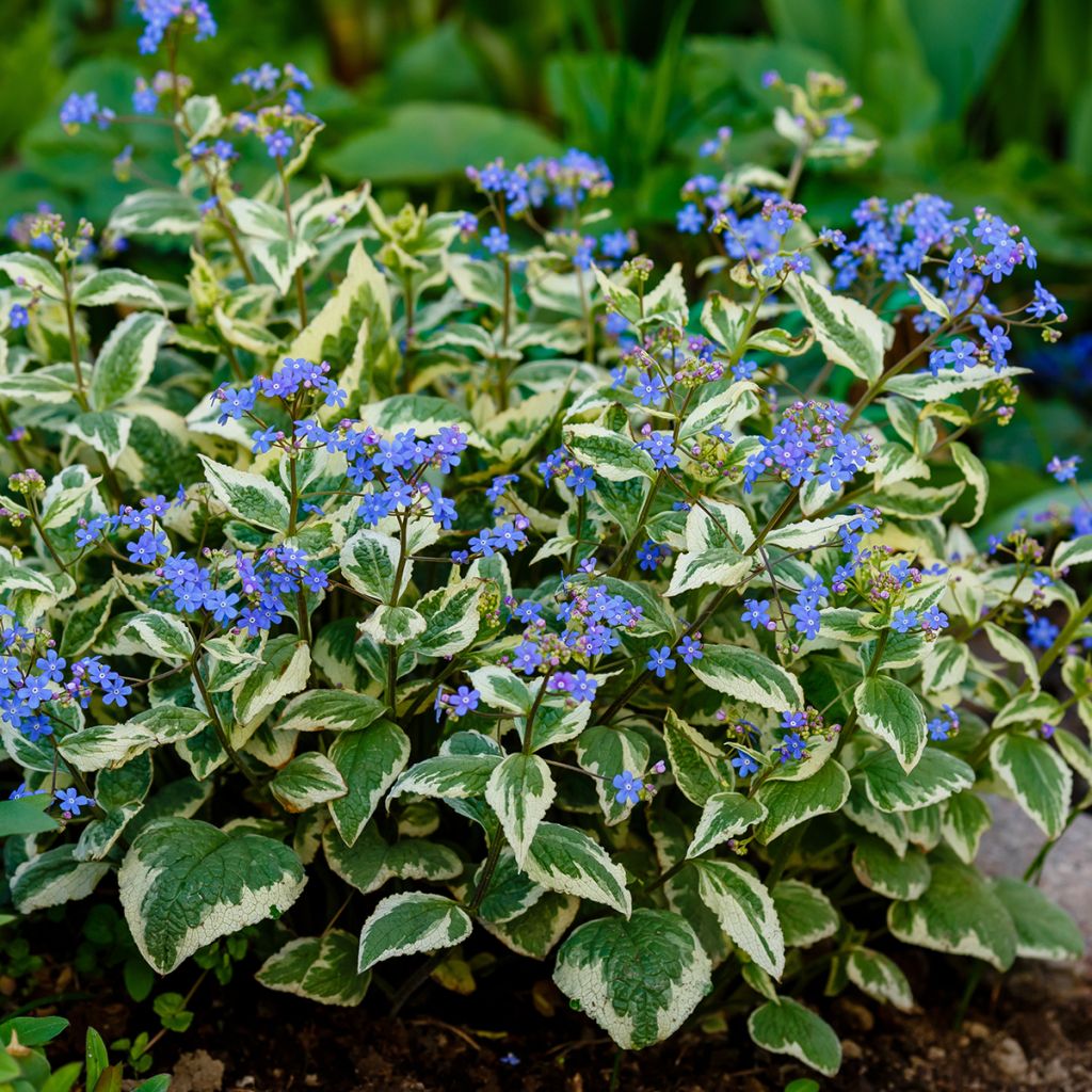 Brunnera macrophylla Variegata