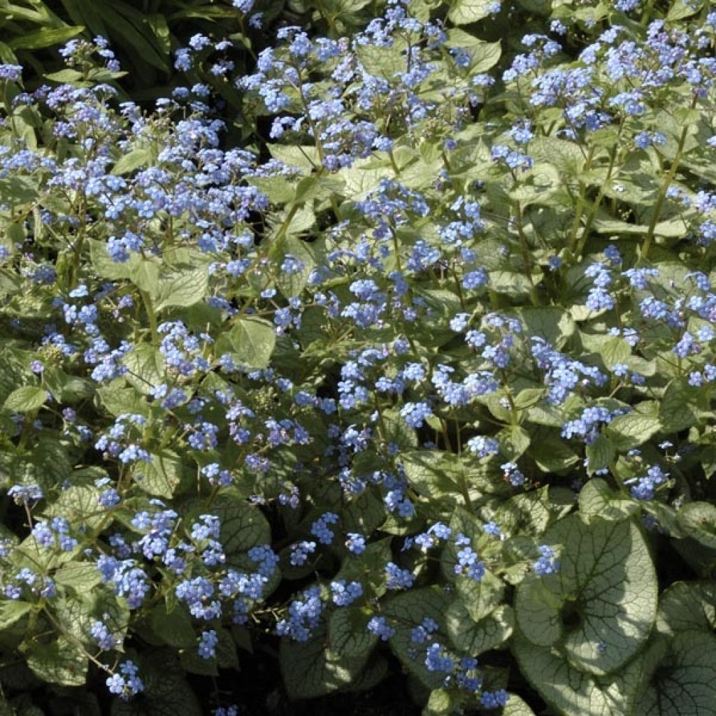 Brunnera macrophylla Jack Frost