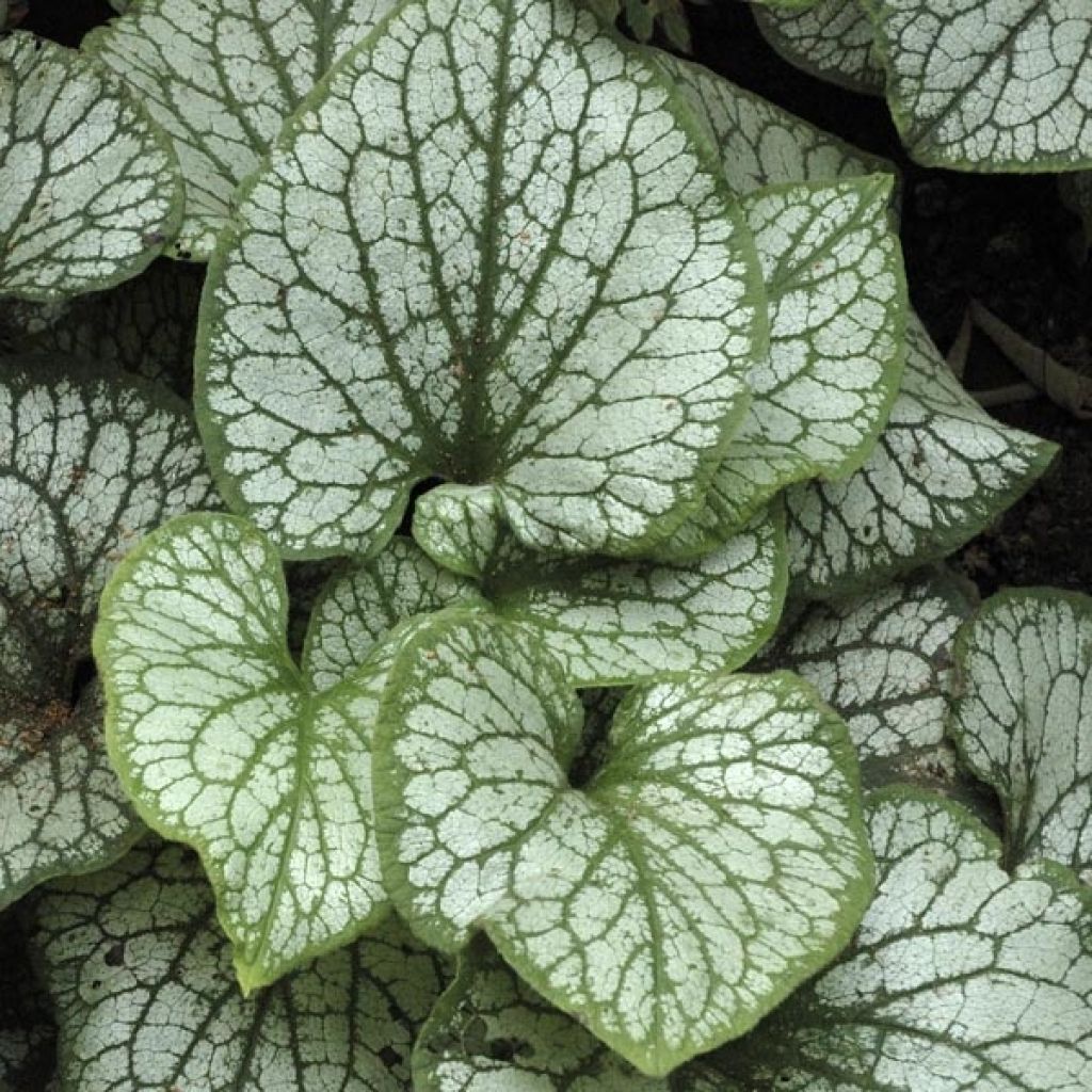 Brunnera macrophylla Jack Frost