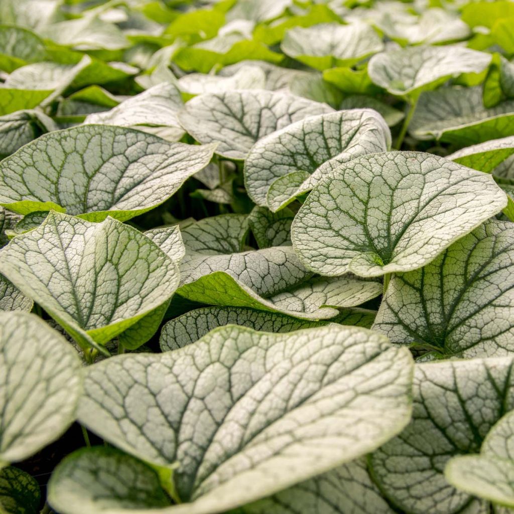 Brunnera macrophylla Alexander's Great - Myosotis du Caucase