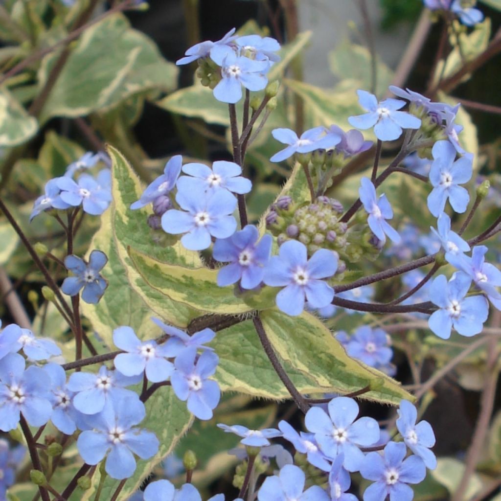 Brunnera macrophylla Haspen cream, Myosotis du Caucase