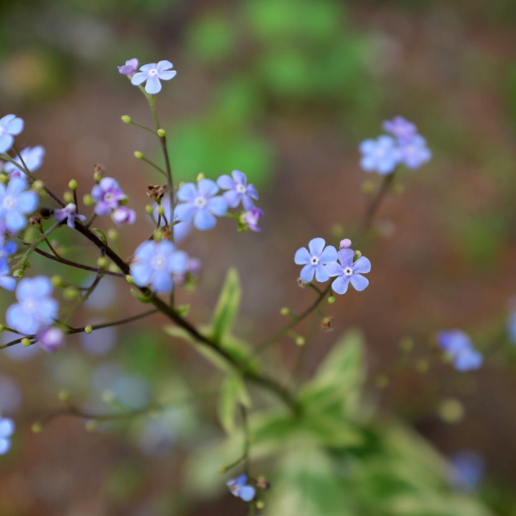 Brunnera macrophylla Hadspen cream