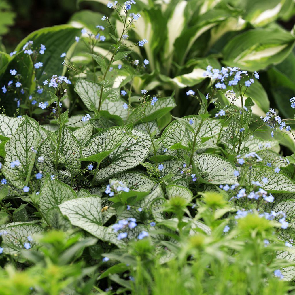 Brunnera macrophylla Jack Frost