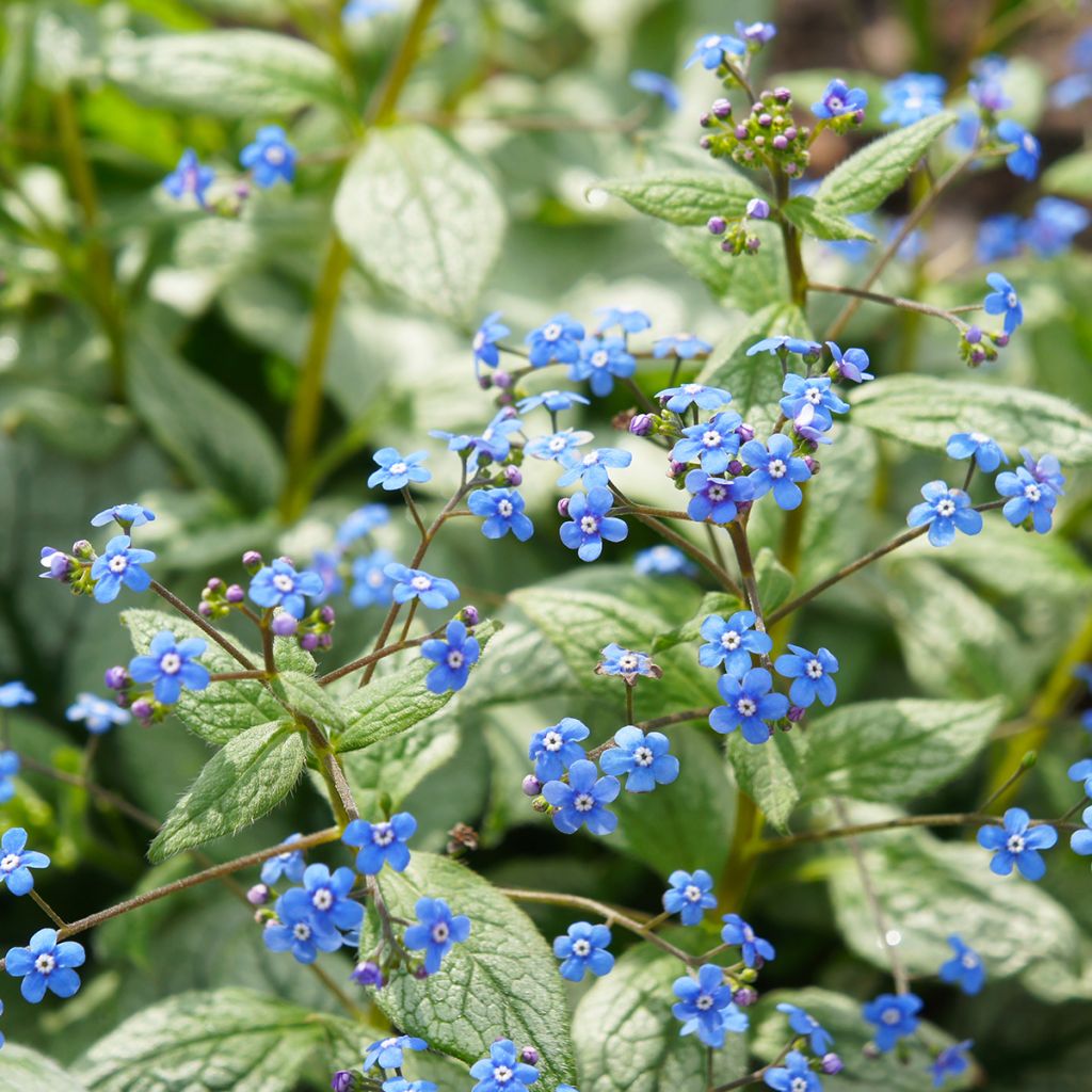 Brunnera macrophylla Jack Frost