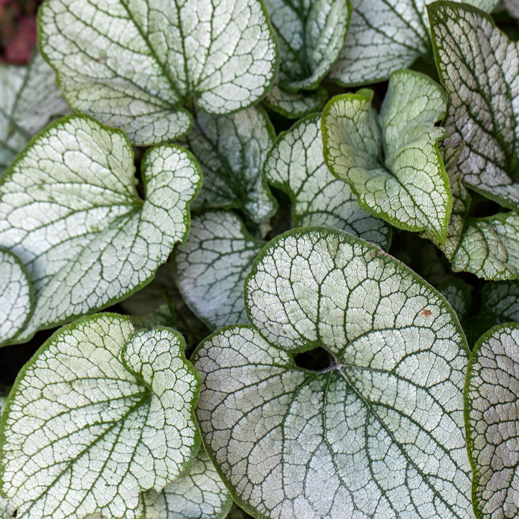 Brunnera macrophylla Jack Frost