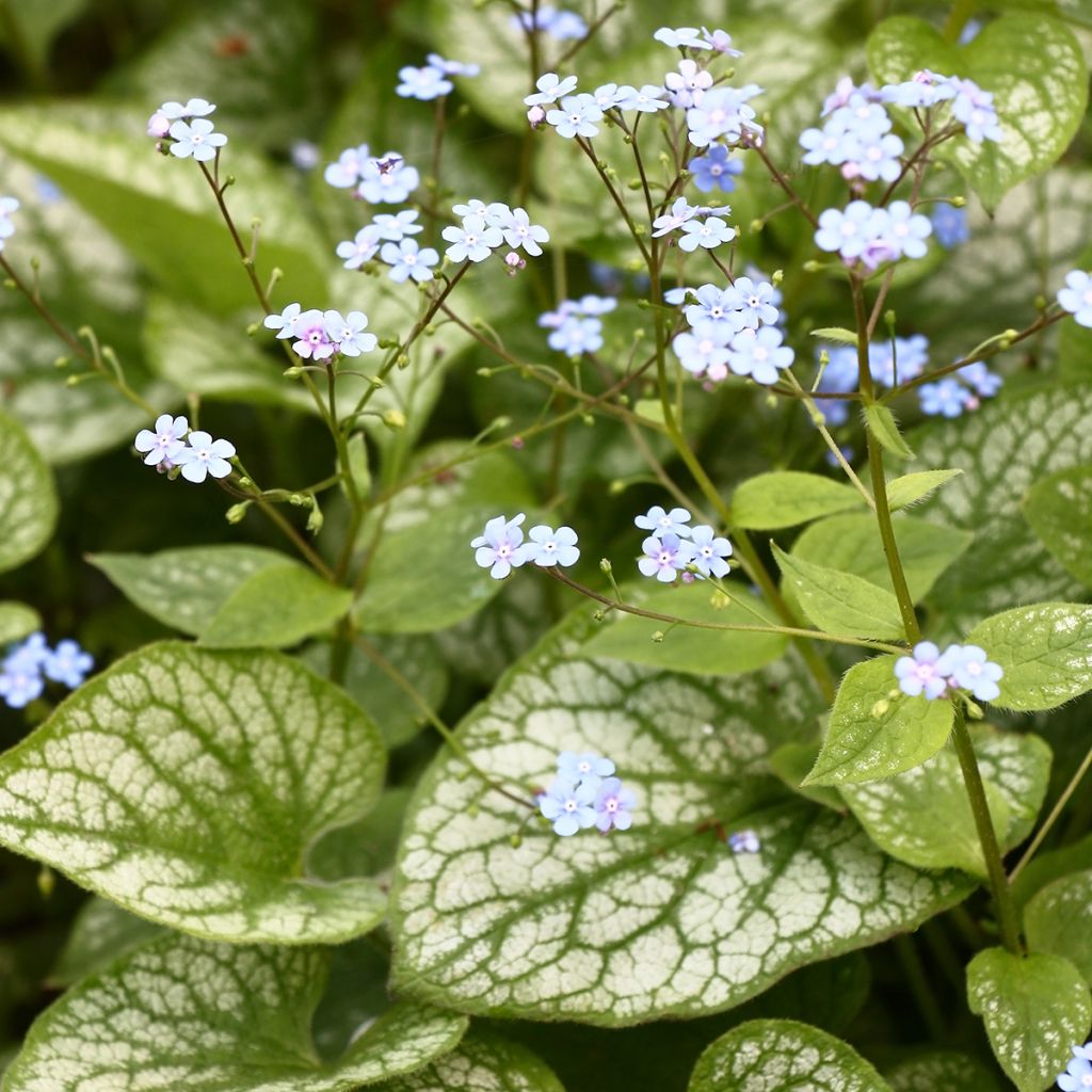 Brunnera macrophylla Jack Frost