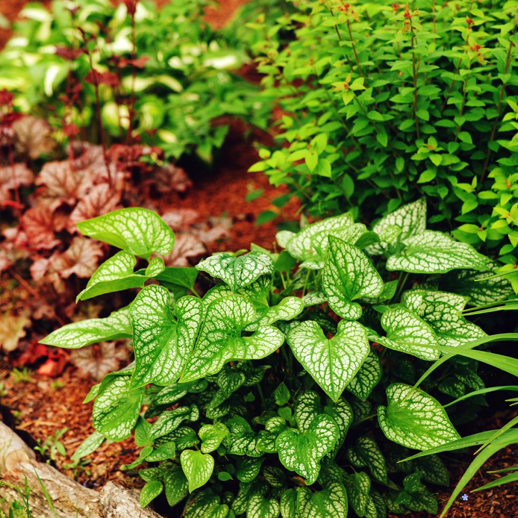 Brunnera macrophylla Jack Frost