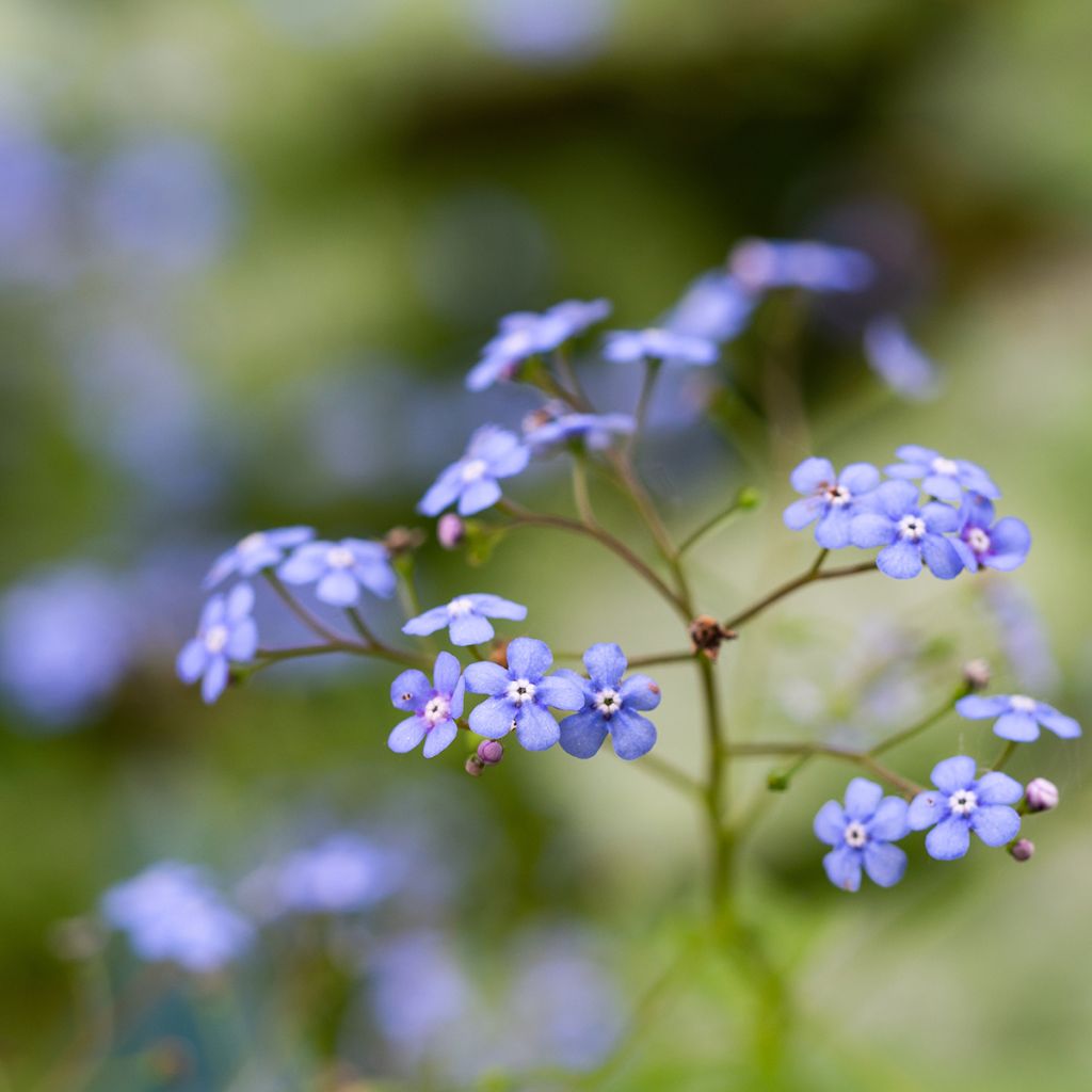 Brunnera macrophylla Jack Frost