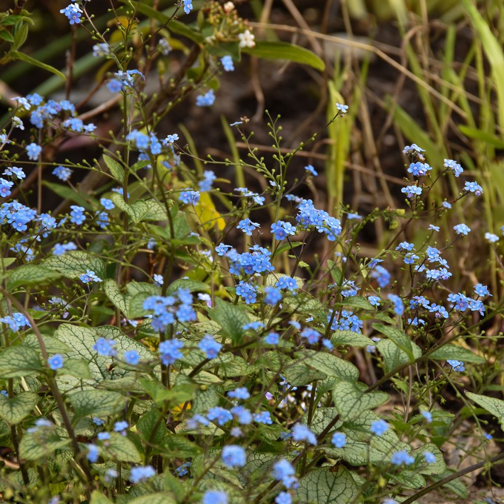 Brunnera macrophylla Jack Frost