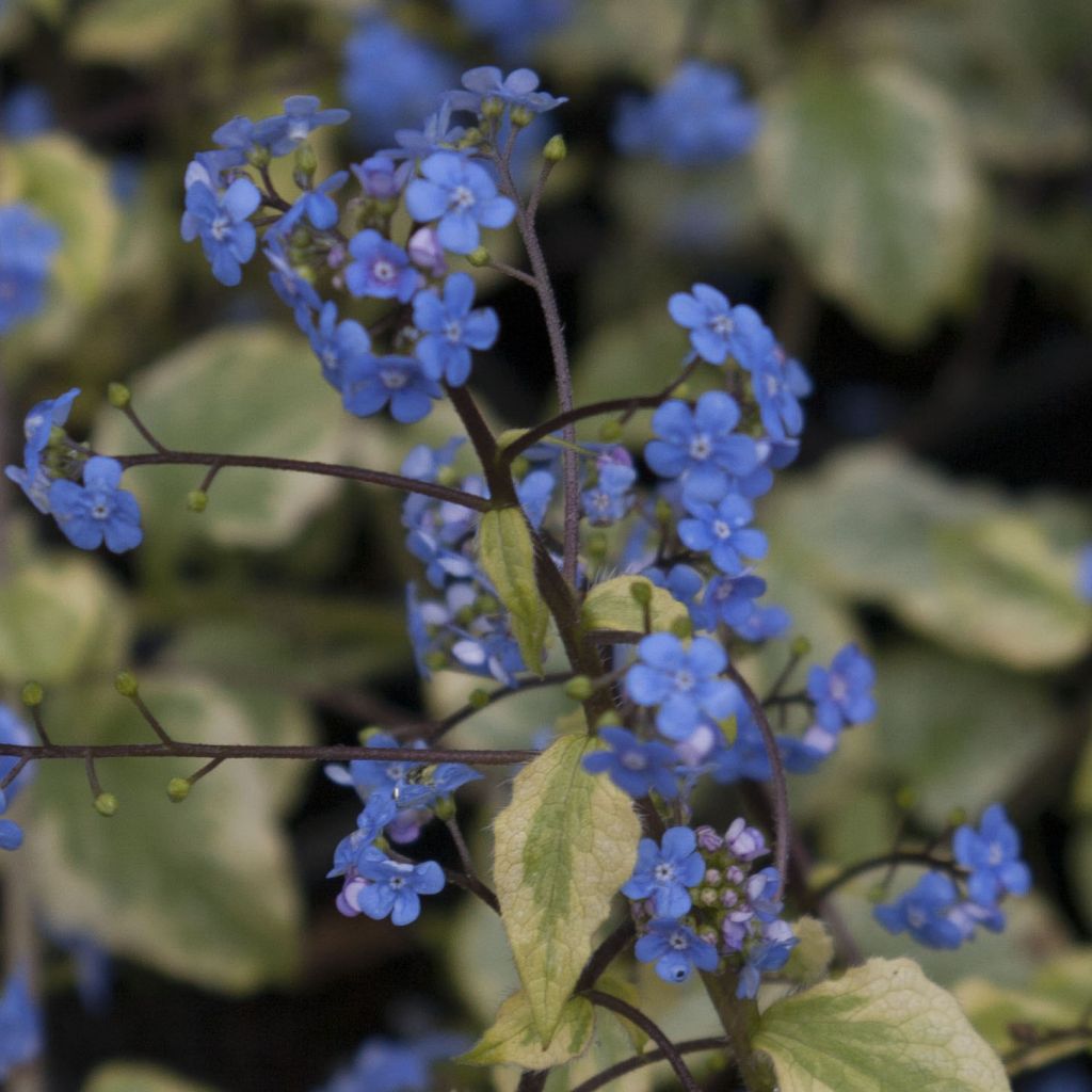 Brunnera macrophylla King's Ramson® - Myosotis du Caucase