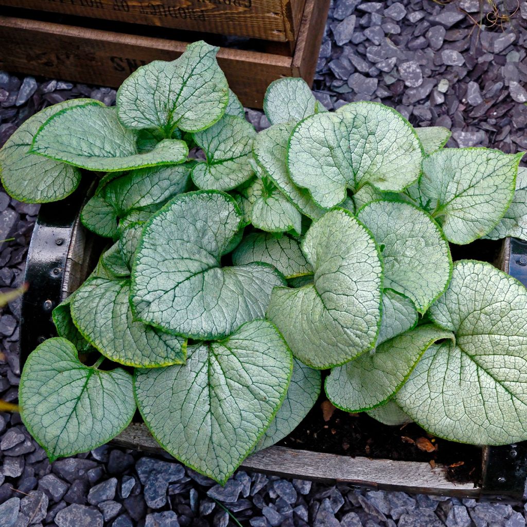 Brunnera macrophylla Looking Glass