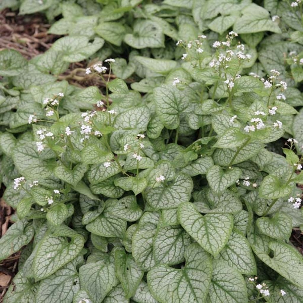 Brunnera macrophylla Mr Morse, Myosotis du Caucase