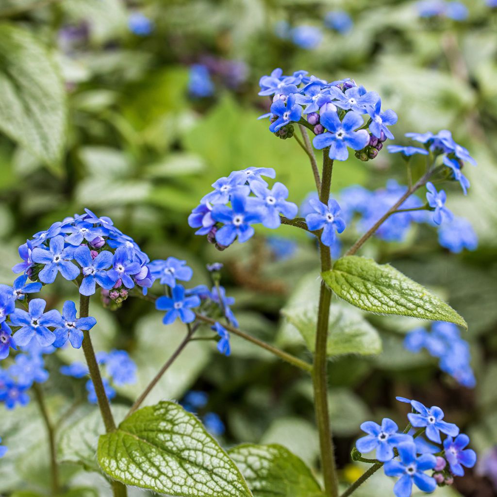 Brunnera macrophylla - Buglosa