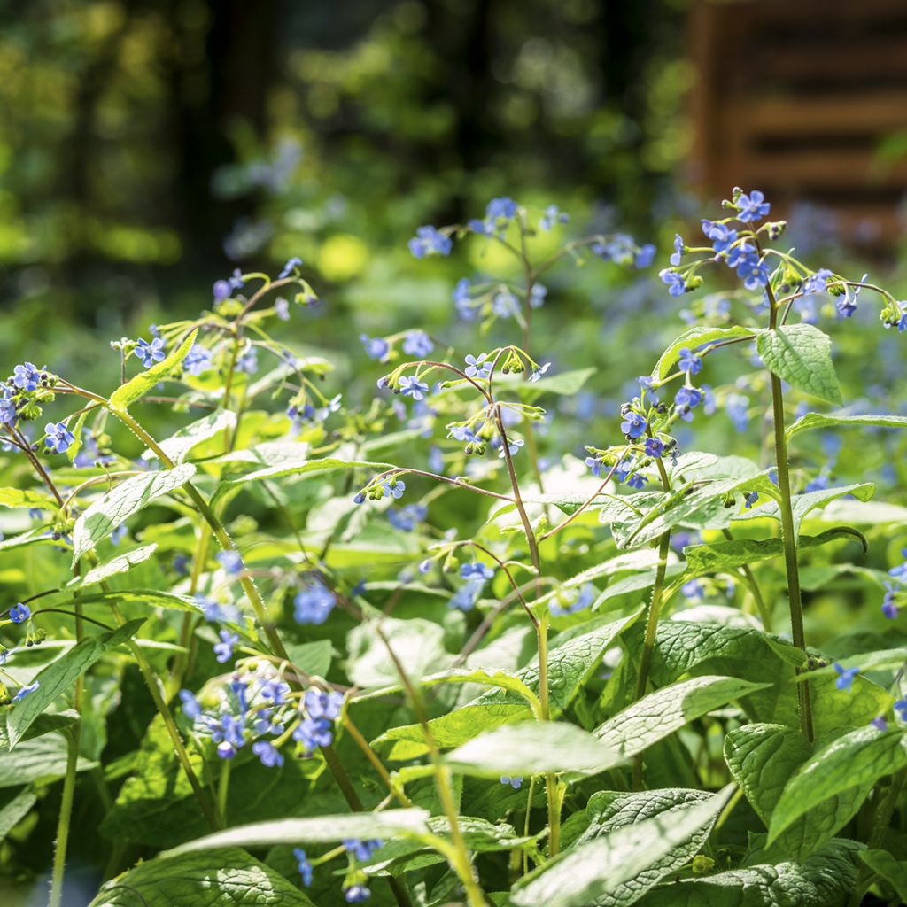 Brunnera macrophylla - Buglosa