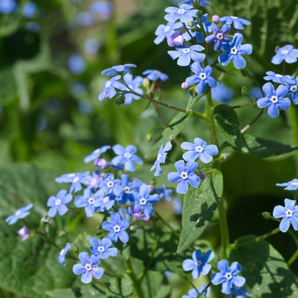 Brunnera macrophylla - Buglosa