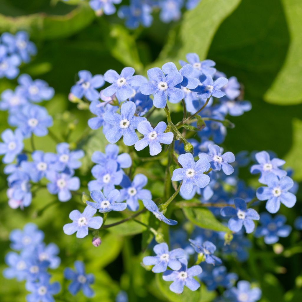 Brunnera macrophylla - Buglosa