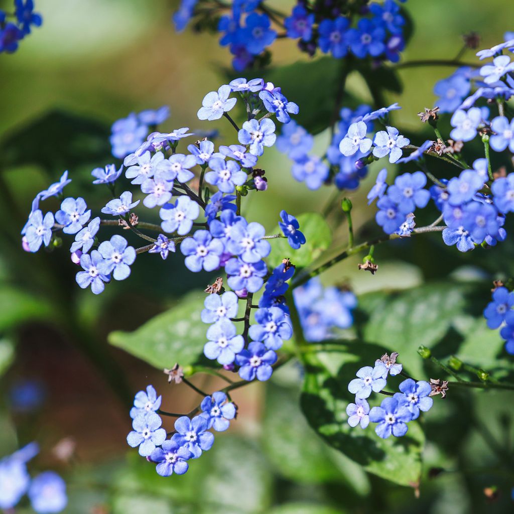 Brunnera macrophylla - Buglosa