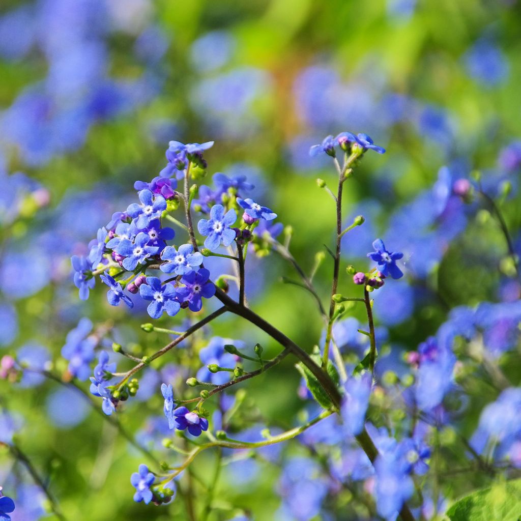 Brunnera macrophylla - Buglosa