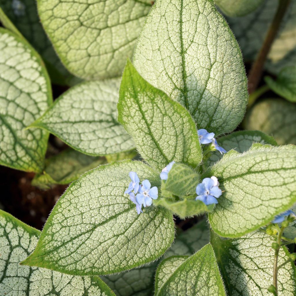 Brunnera macrophylla Silver Heart