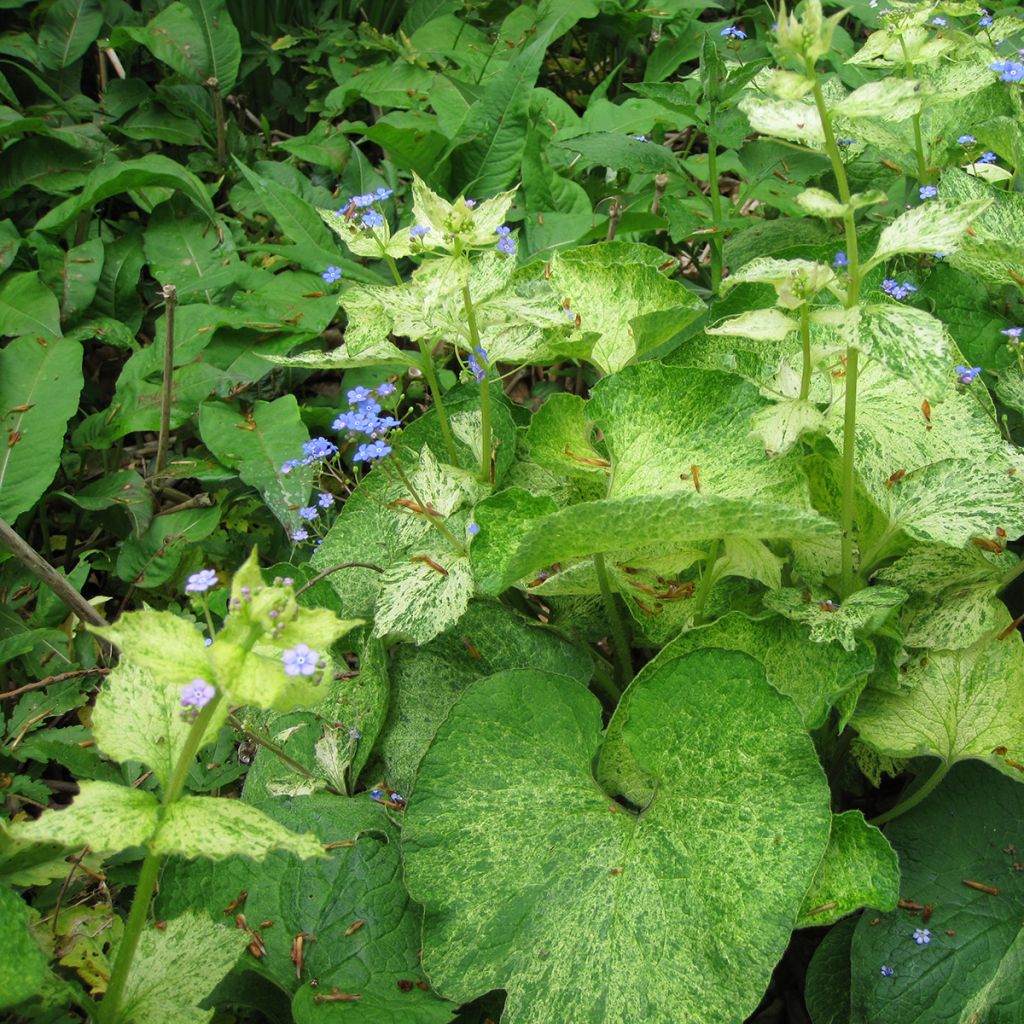 Brunnera macrophylla Yellow spring