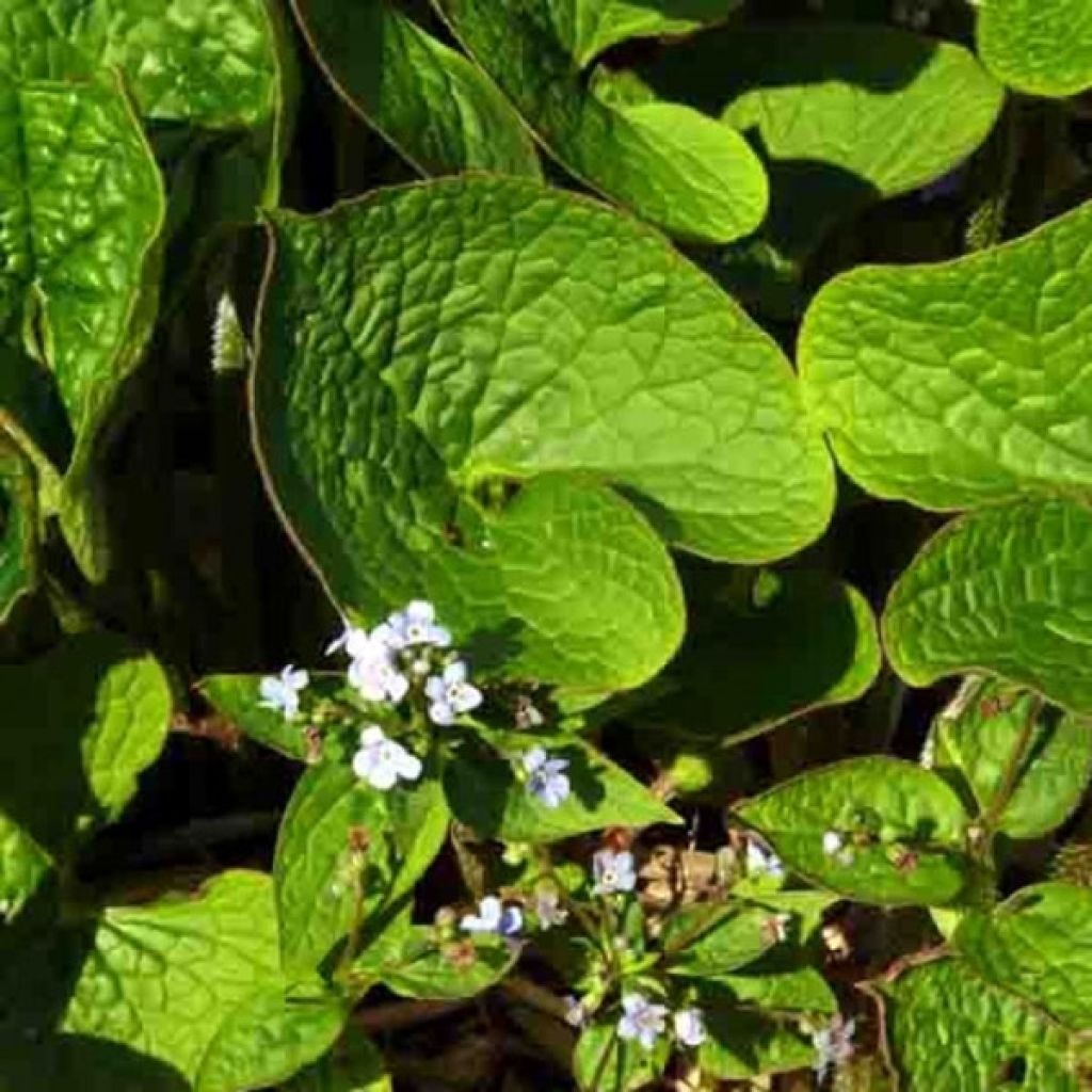 Brunnera sibirica - Myosotis du Caucase