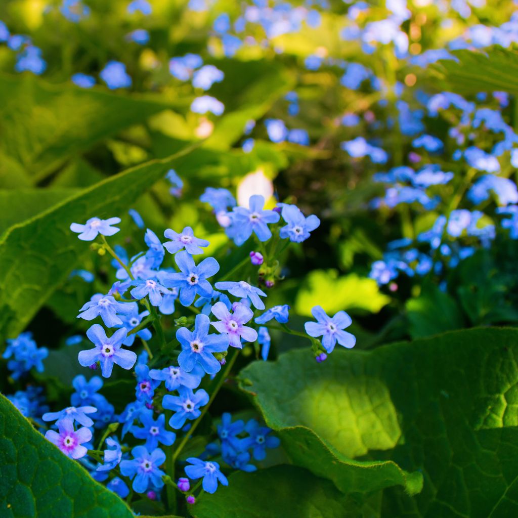 Brunnera sibirica - Nomeolvides siberiano