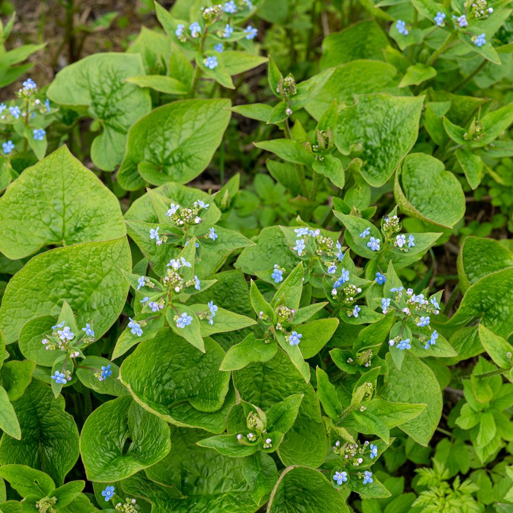 Brunnera sibirica - Nomeolvides siberiano