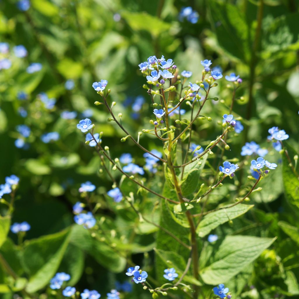 Brunnera sibirica - Nomeolvides siberiano