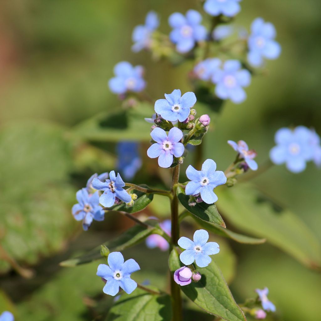 Brunnera sibirica - Nomeolvides siberiano