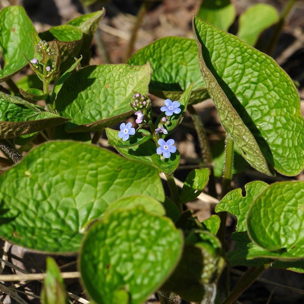 Brunnera sibirica - Nomeolvides siberiano