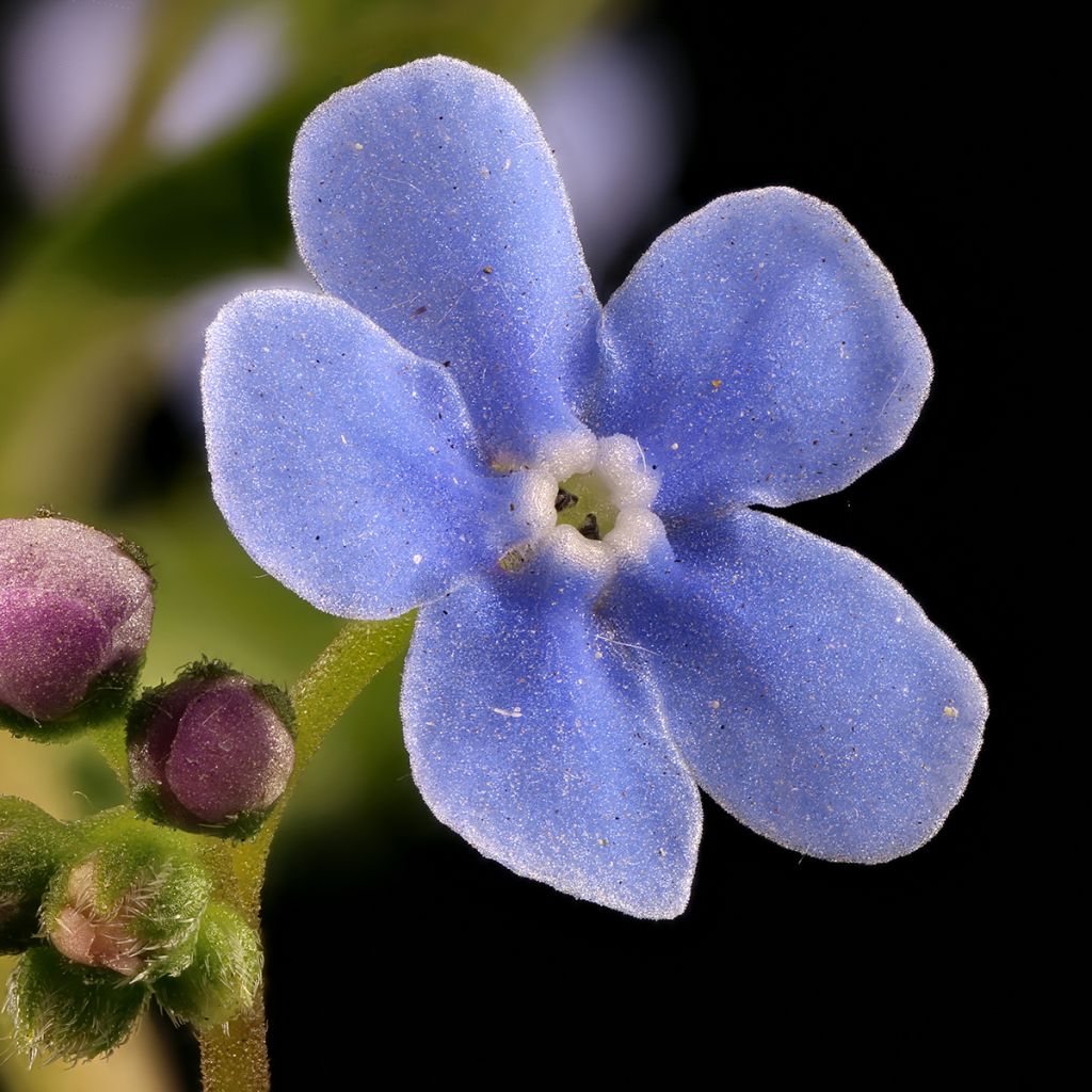 Brunnera sibirica - Nomeolvides siberiano