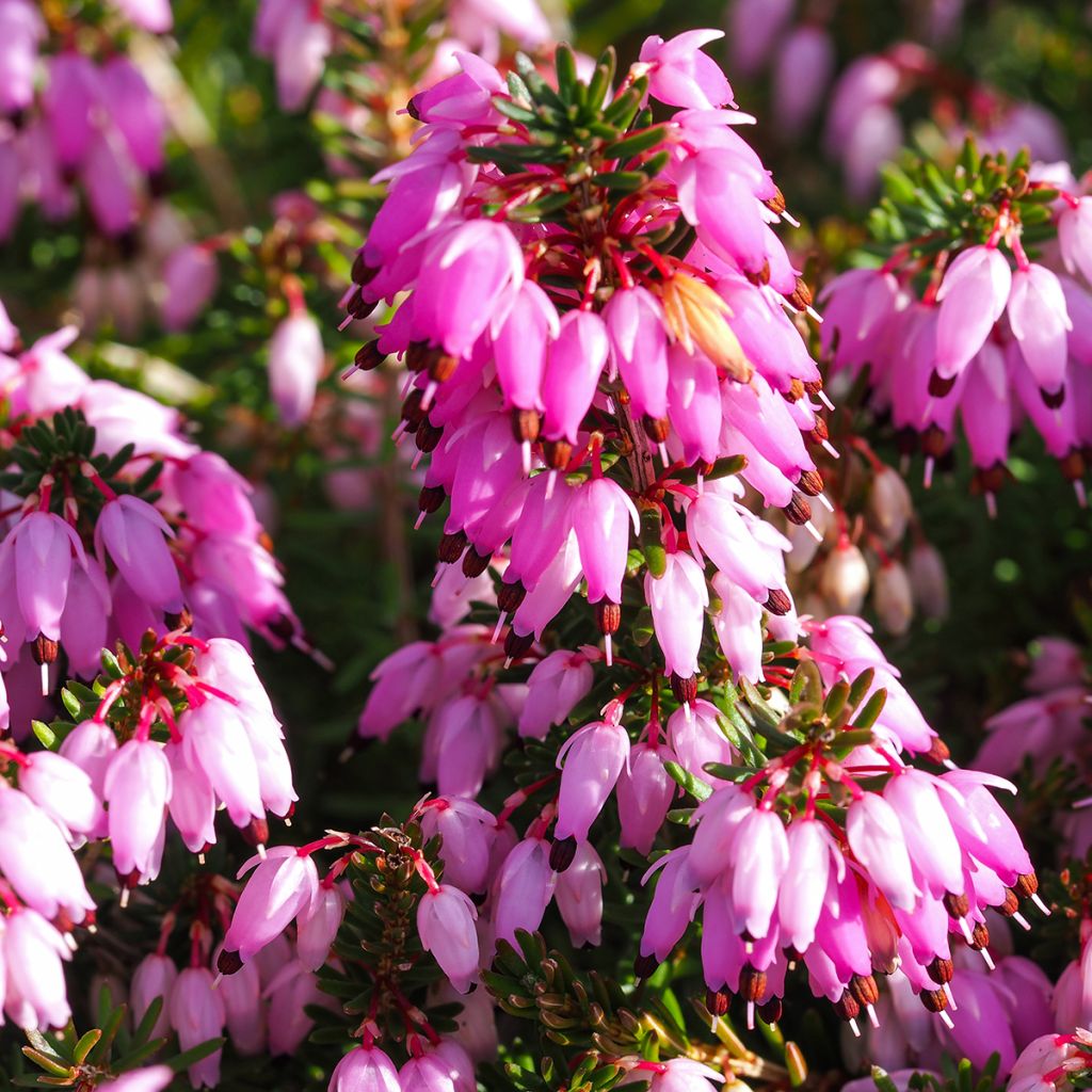 Erica carnea December Red - Brezo vizcaíno