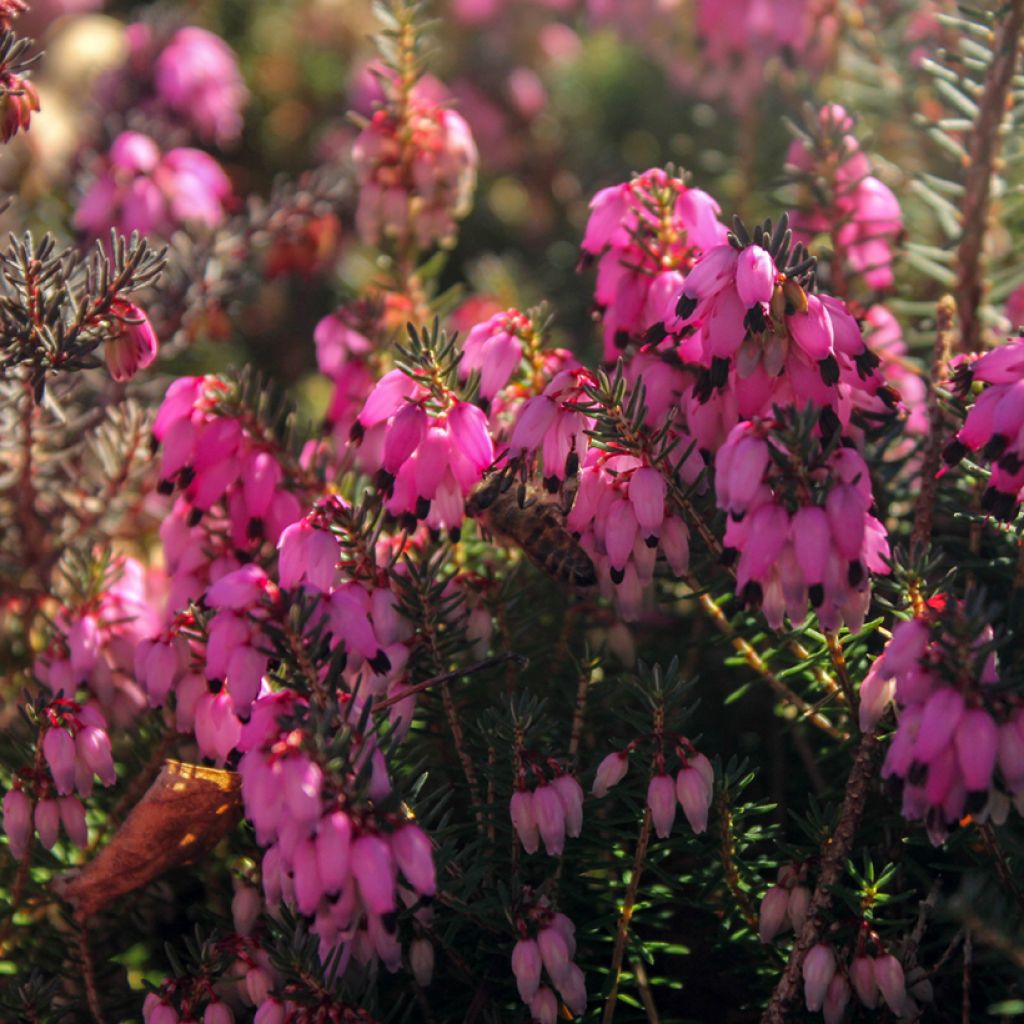 Erica carnea December Red - Brezo vizcaíno