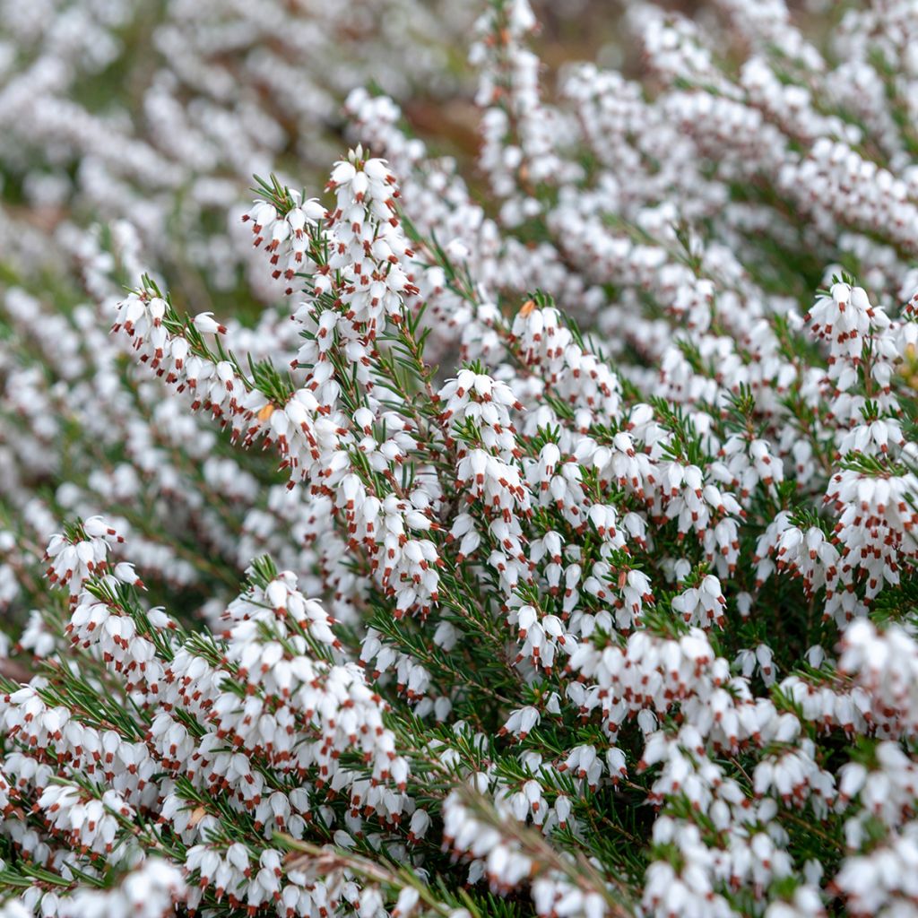 Erica carnea Springwood White - Brezo vizcaíno