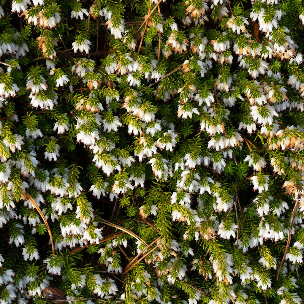 Erica carnea Springwood White - Brezo vizcaíno