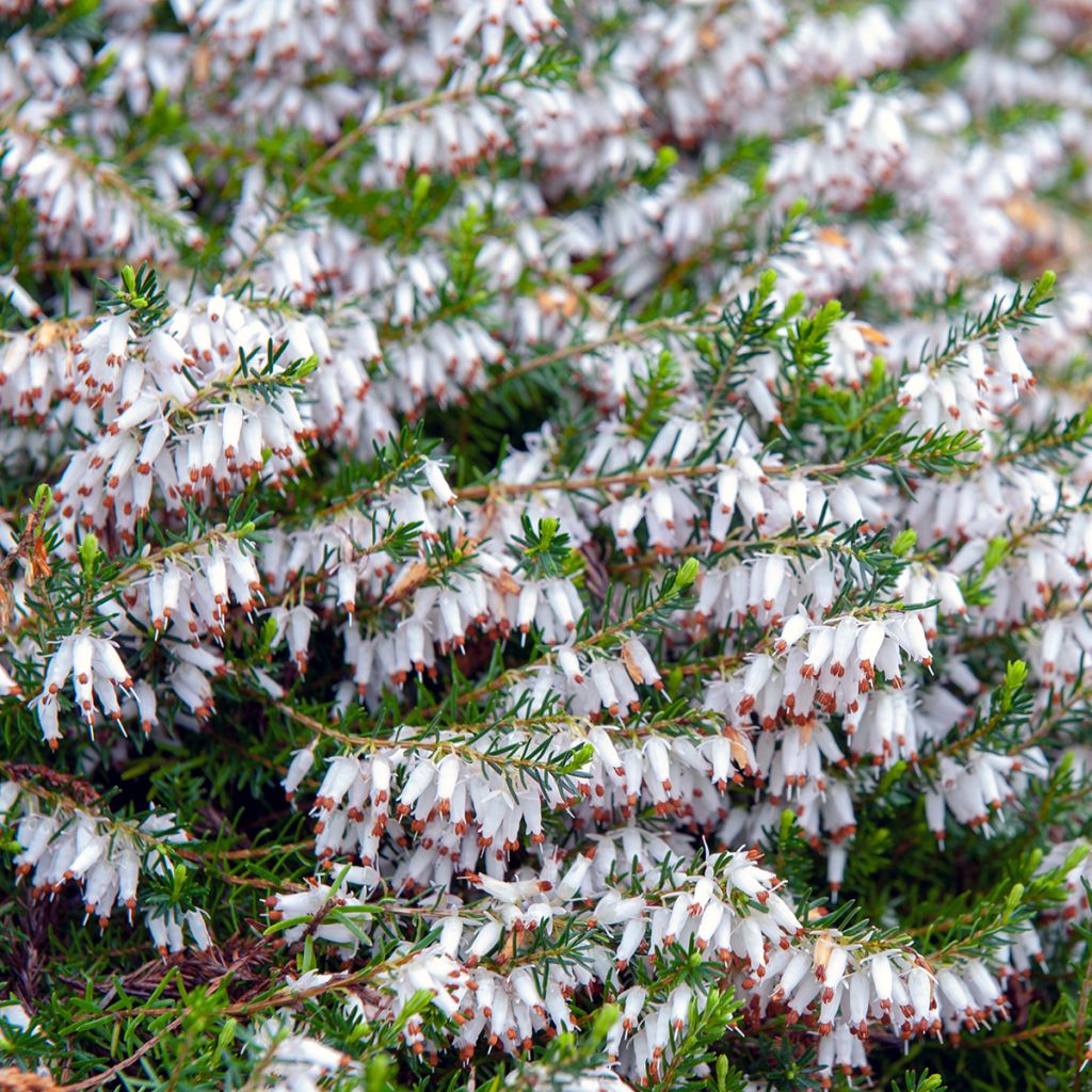 Erica carnea Springwood White - Brezo vizcaíno