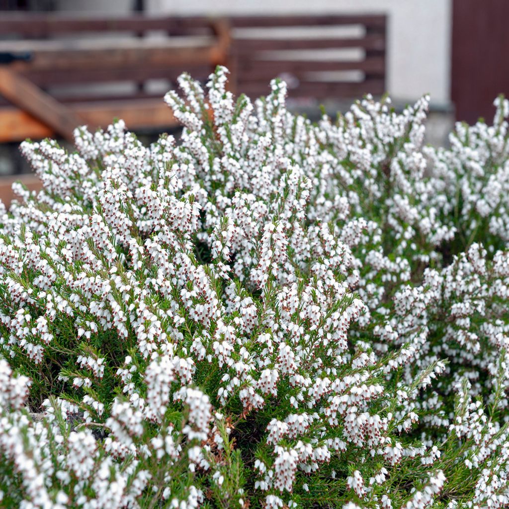 Erica carnea Springwood White - Brezo vizcaíno