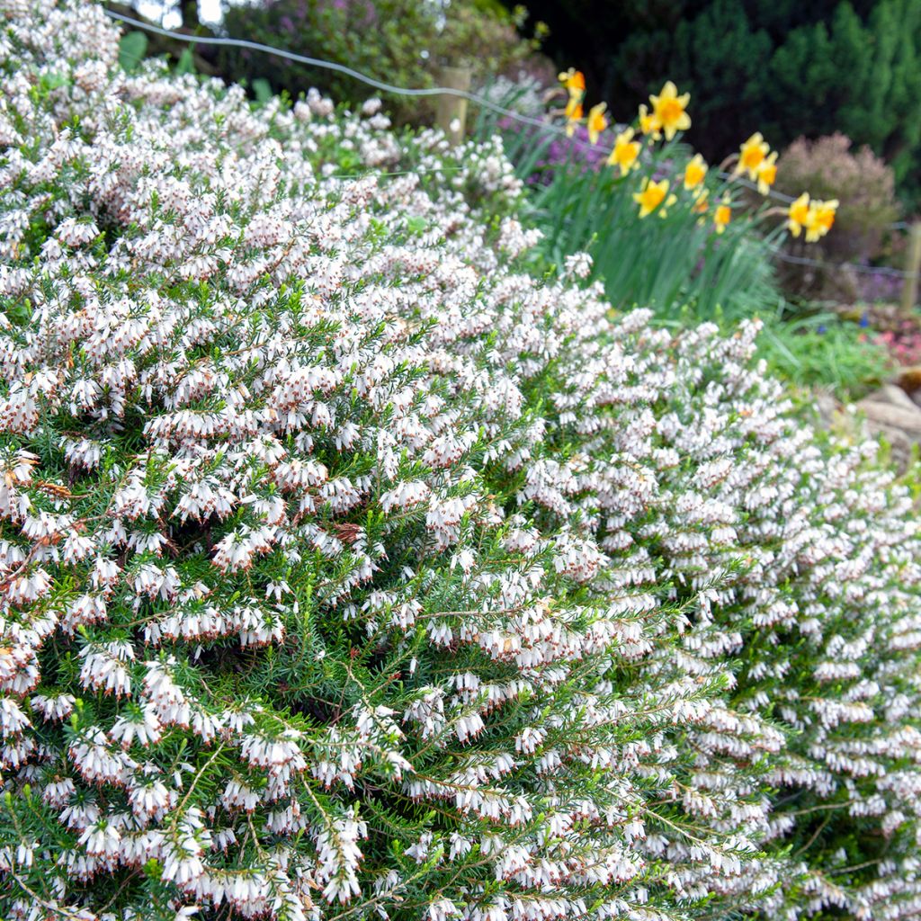 Erica carnea Springwood White - Brezo vizcaíno