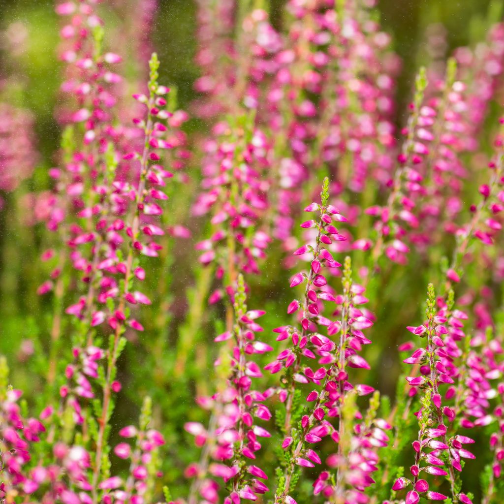 Erica cinerea C.D. Eason - Brezo ceniciento