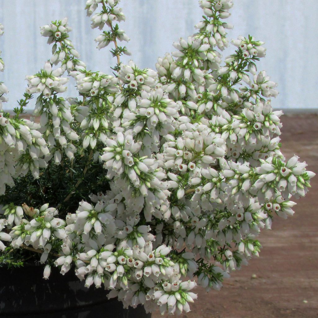 Erica cinerea Alba - Brezo ceniciento