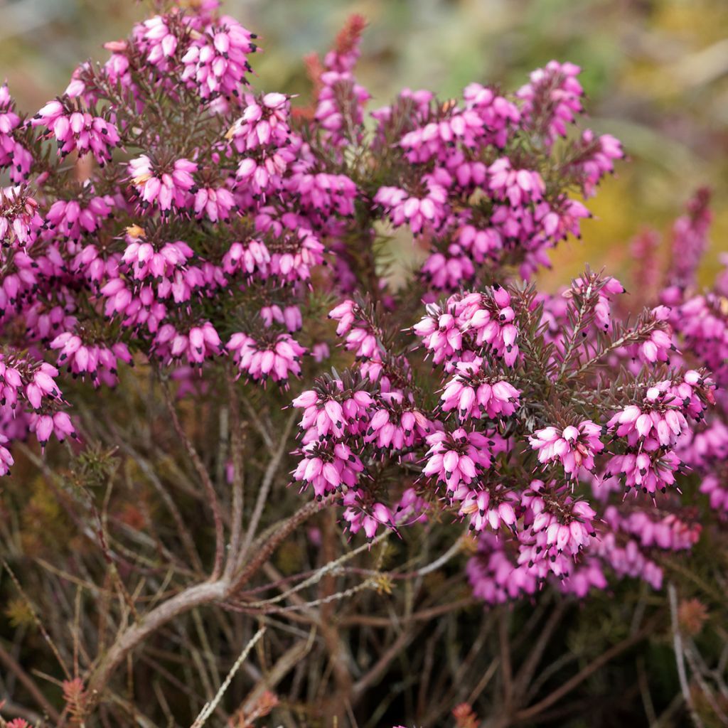 Erica darleyensis Kramer's Rote - Brezo rosado