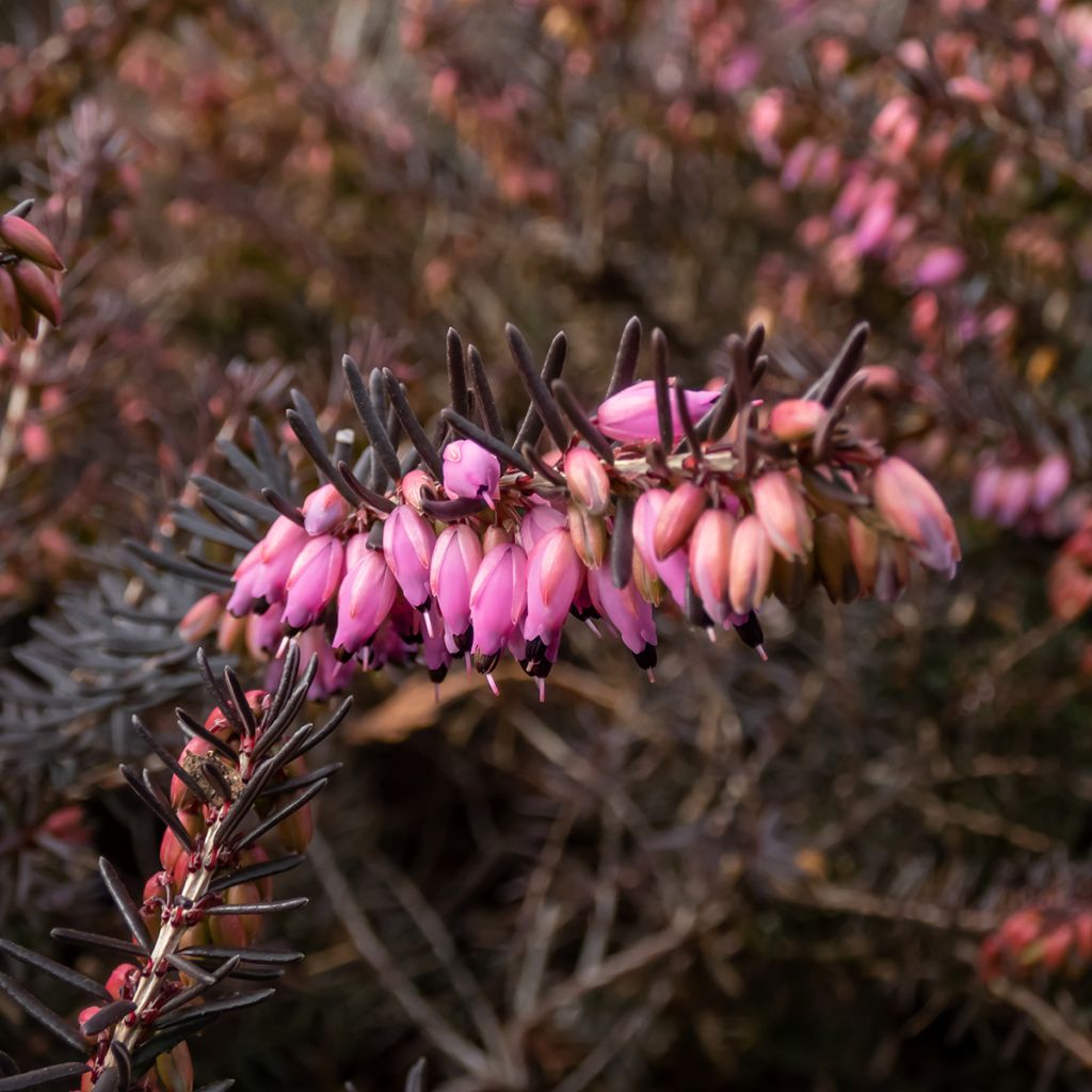 Erica darleyensis Kramer's Rote - Brezo rosado