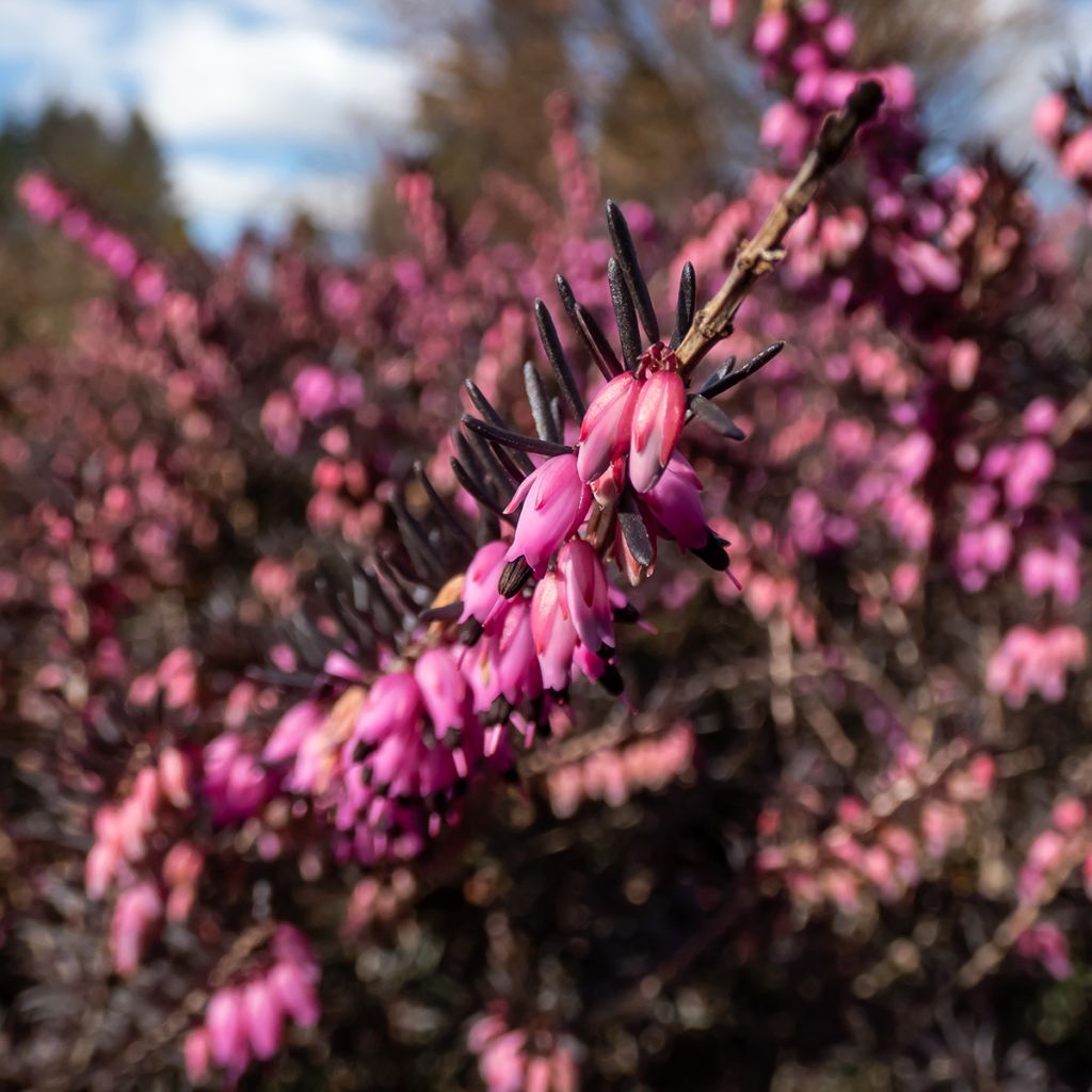 Erica darleyensis Kramer's Rote - Brezo rosado