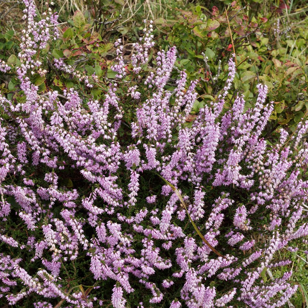 Calluna vulgaris Allegro - Brecina