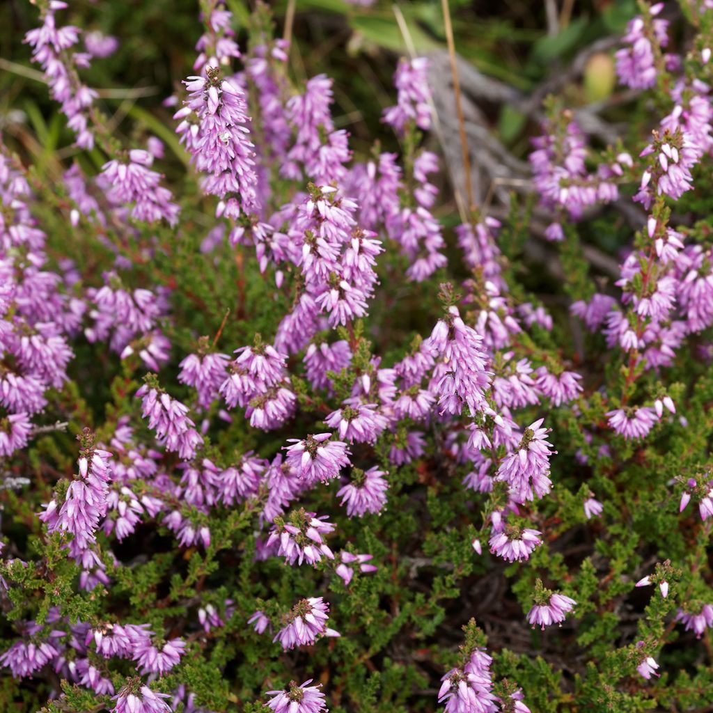 Calluna vulgaris Allegro - Brecina