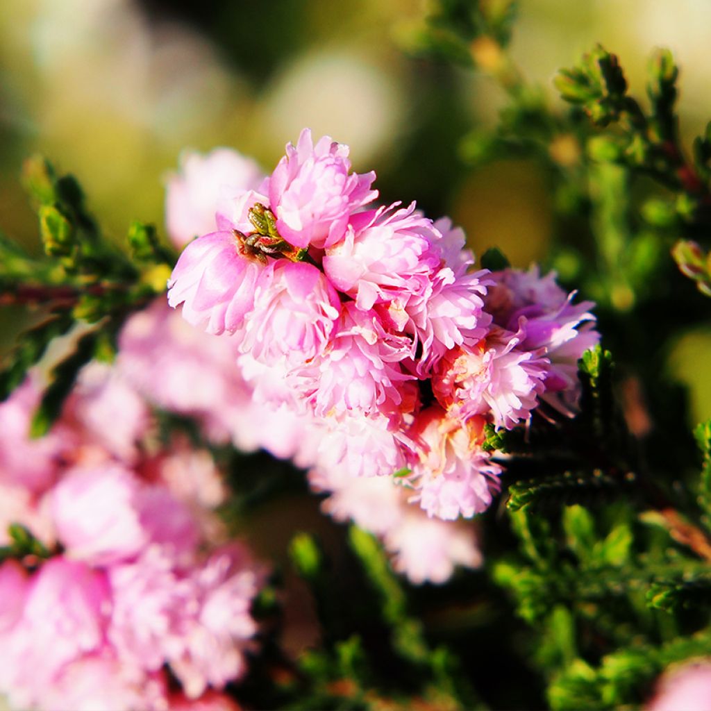 Calluna vulgaris H.E Beale - Brecina